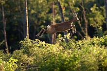 Capriolo femmina in salto